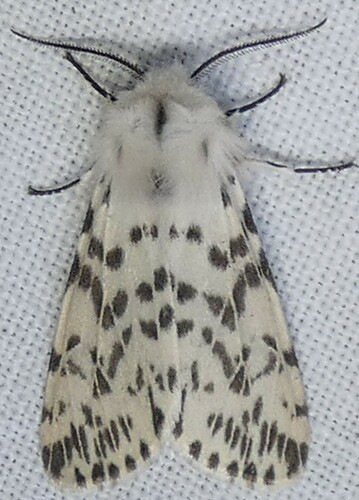 Fall webworm