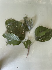 Franciscodendron laurifolium