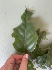 Franciscodendron laurifolium