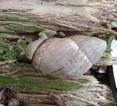 Megalobulimus