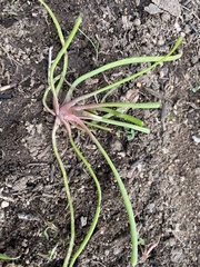 Claytonia parviflora