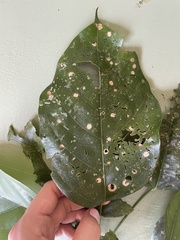 Franciscodendron laurifolium