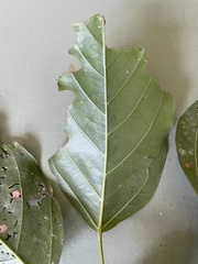 Franciscodendron laurifolium