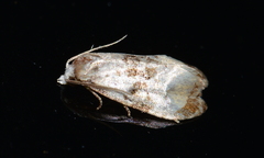 Cochylini