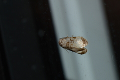 Cochylini