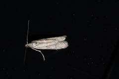Phycitinae