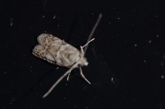 Phycitinae