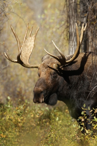 Moose photographed in Wyoming