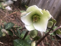 Helleborus lividus