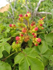 Jatropha mollissima