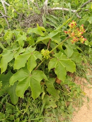 Jatropha mollissima