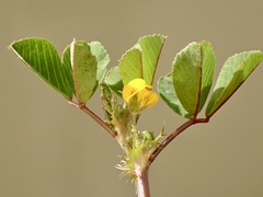 Medicago polymorpha