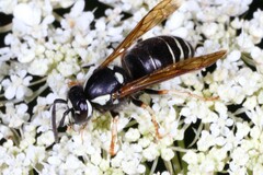 Vespula consobrina