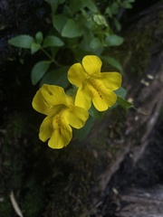Erythranthe lutea