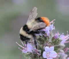Bombus lapidarius decipiens
