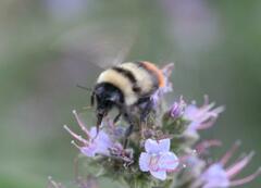 Bombus lapidarius decipiens