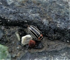 Disonycha pensylvanica