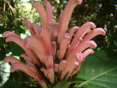 Justicia carnea