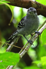 Thamnophilus caerulescens