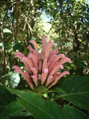 Justicia carnea