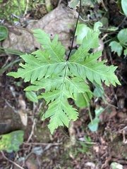 Doryopteris