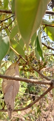 Actinodaphne hookeri
