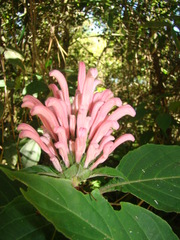 Justicia carnea