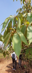 Actinodaphne hookeri