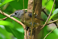 Thamnophilus caerulescens