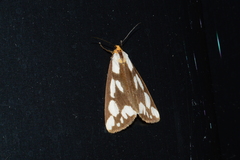 Haploa confusa