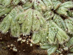 Riccia trichocarpa