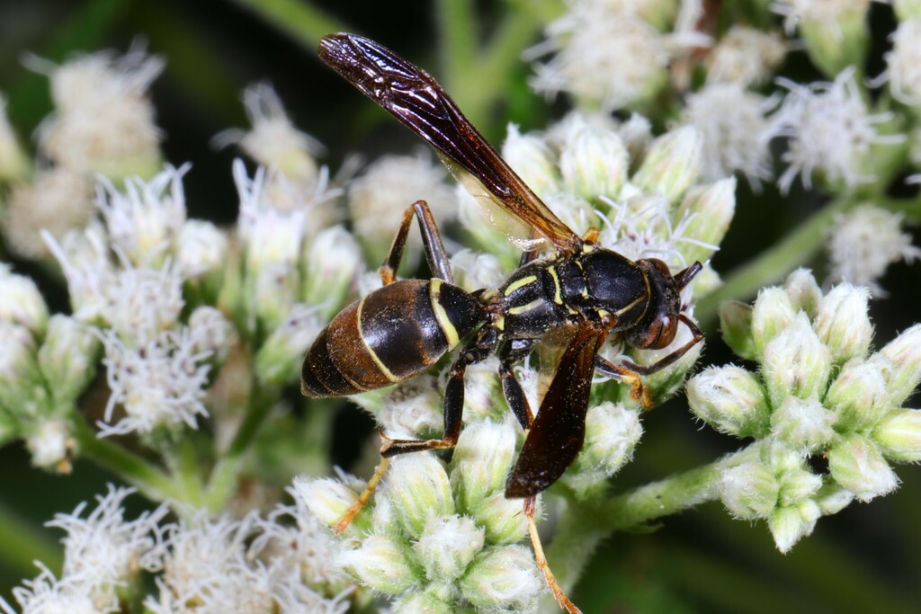 fuscatus-group Paper Wasps in August 2022 by mistycal · iNaturalist