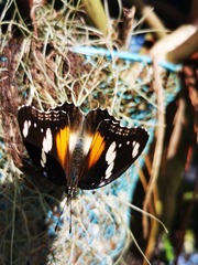 Hypolimnas bolina nerina