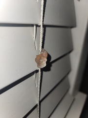 Phyllodesma occidentis