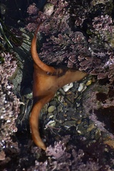 Eisenia arborea