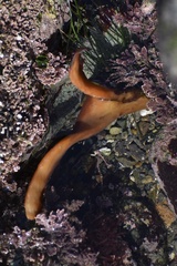 Eisenia arborea