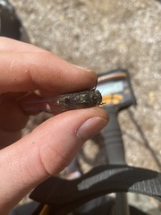 Amphipsalta cingulata