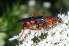 Tachypompilus ferrugineus