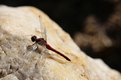 Sympetrum rubicundulum