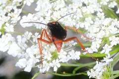 Tachypompilus ferrugineus