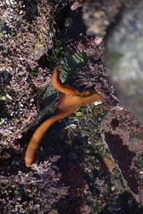 Eisenia arborea