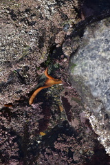 Eisenia arborea