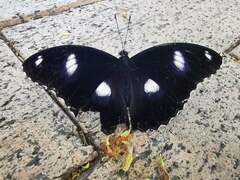 Hypolimnas bolina nerina