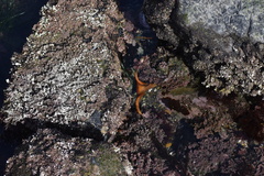 Eisenia arborea