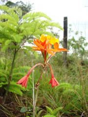 Epidendrum fulgens