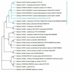 Lactarius badiosanguineus