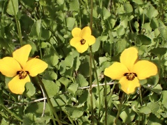 Viola pedunculata