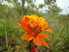 Epidendrum fulgens