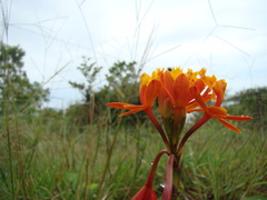Epidendrum fulgens