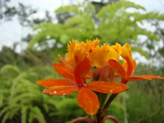 Epidendrum fulgens